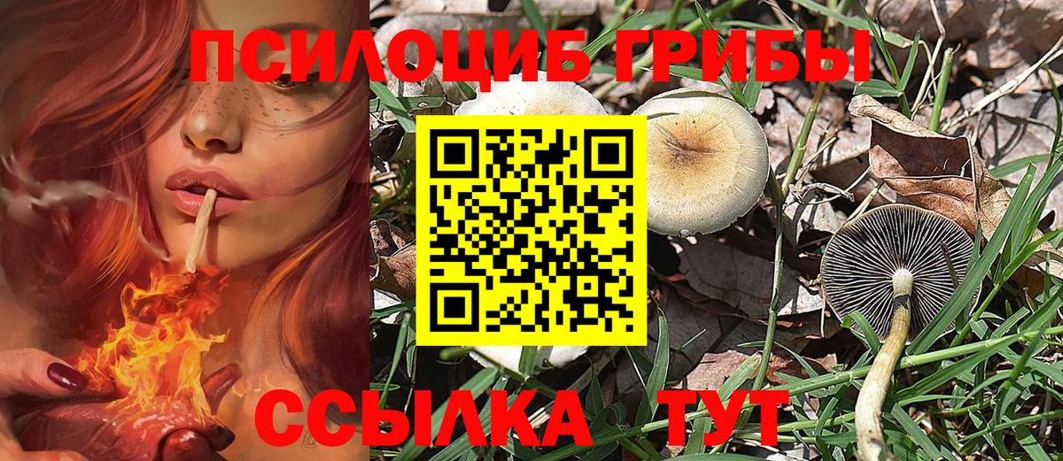 Псилоцибиновые грибы мицелий Киселёвск